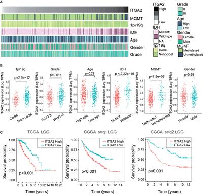 Integrin Alpha-2 as a Potential Prognostic and Predictive Biomarker for Patients With Lower-Grade Glioma